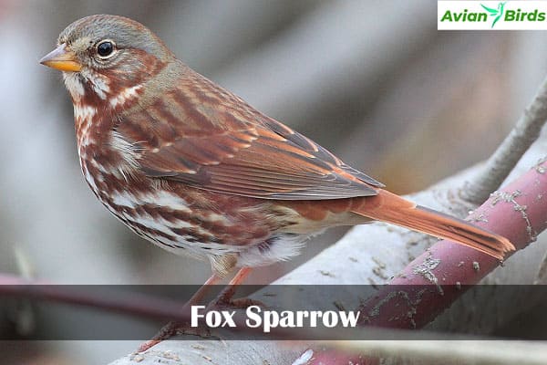 Fox Sparrow