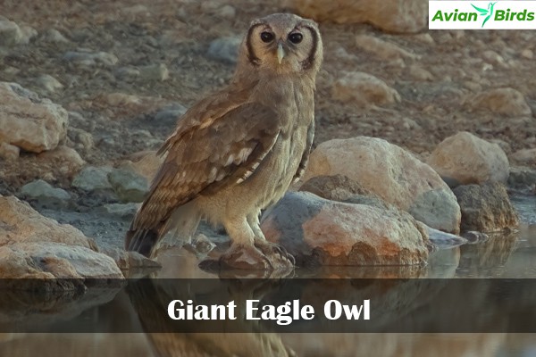 Giant Eagle Owl