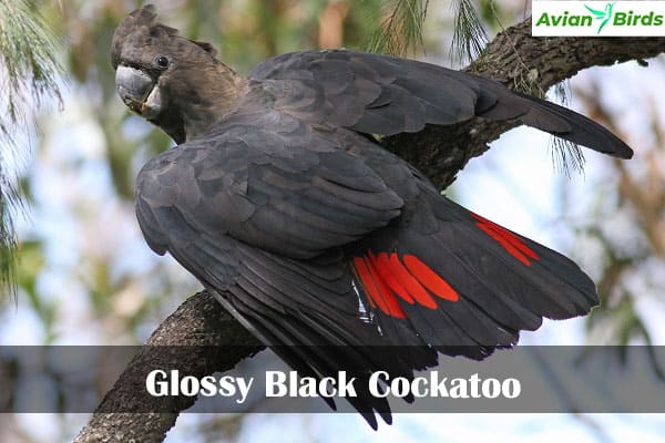 Glossy Black Cockatoo