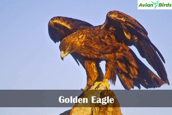 Golden Eagle