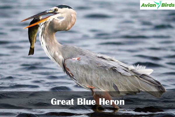 Great Blue Heron
