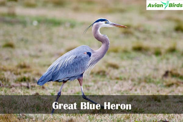 Great Blue Heron