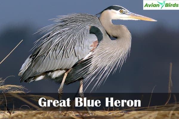 Great Blue Heron