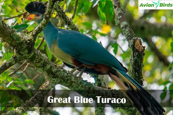 Great Blue Turaco 