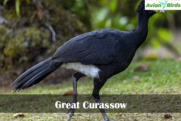 Great Curassow