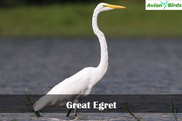 Great Egret