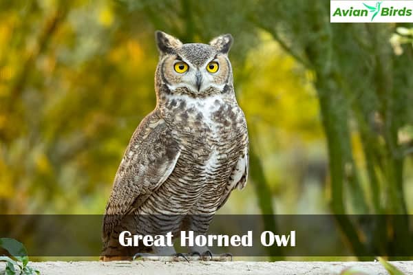 Great Horned Owl