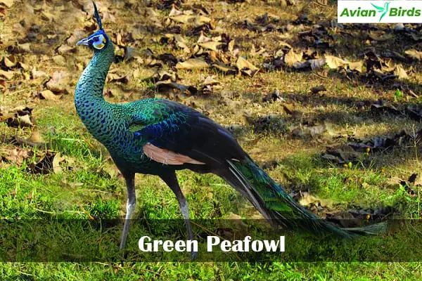 Green Peafowl