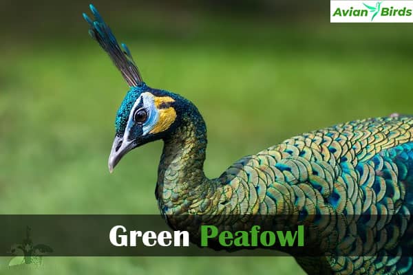 Green Peafowl