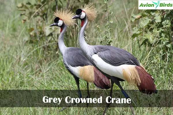 Grey Crowned Crane