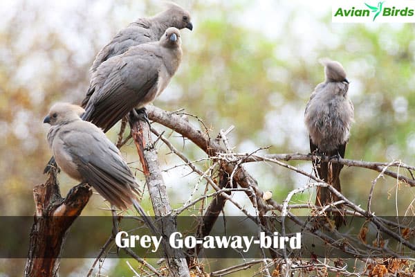 Grey Go-away-bird