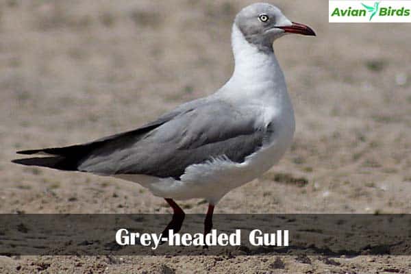 Grey-headed Gull