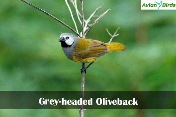Grey-headed Oliveback