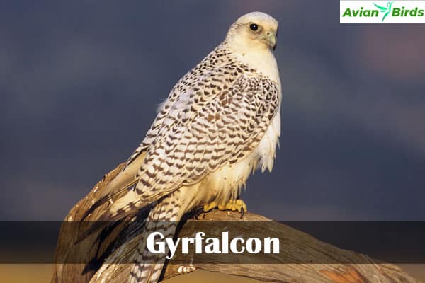 Gyrfalcon