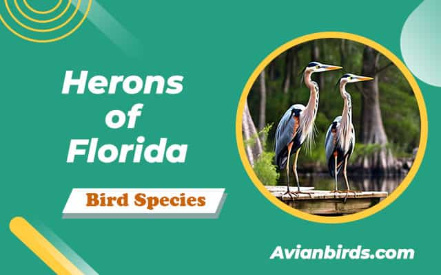 12 Herons in Florida (With Pictures) - Avian Birds