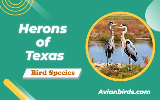 Herons of Texas