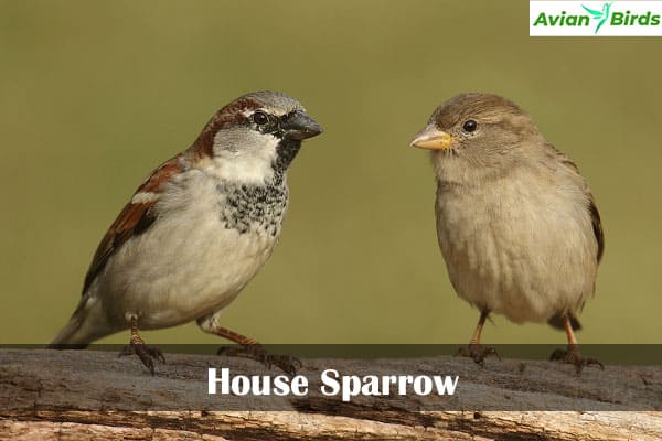 House Sparrow