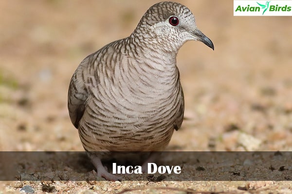 Inca Dove