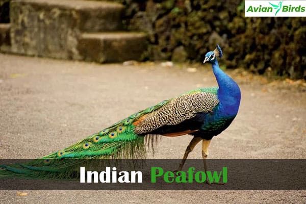 Indian Peafowl