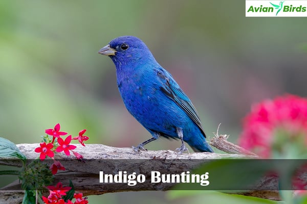 Indigo Bunting