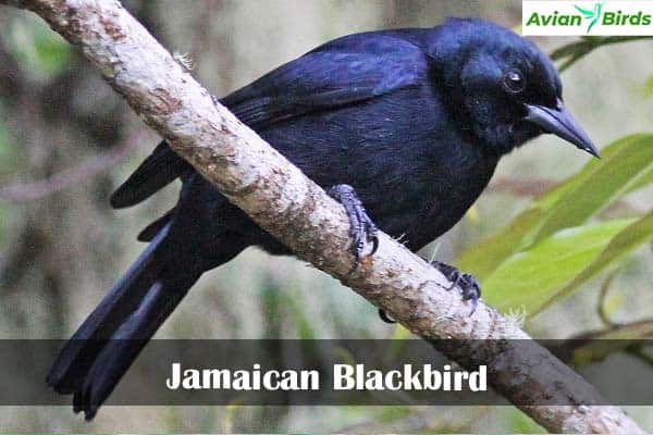 Jamaican Blackbird