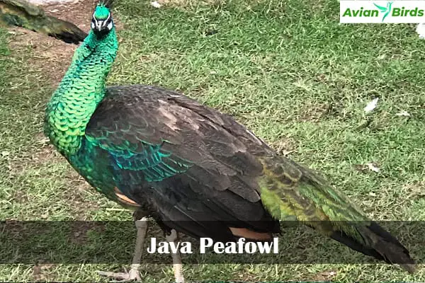 Java Peafowl