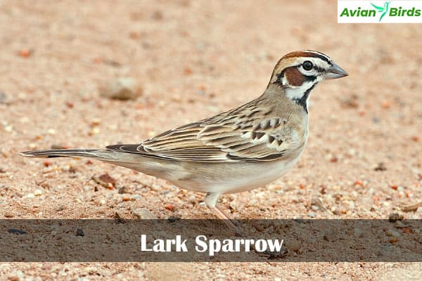 Lark Sparrow