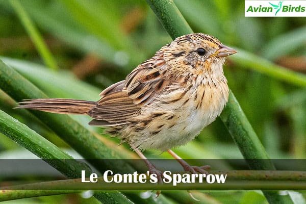 Le Conte's Sparrow