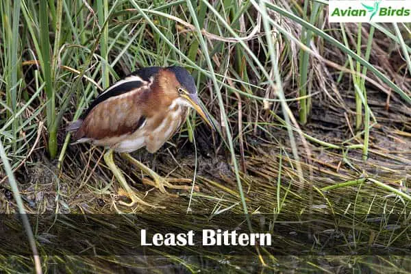 Least Bittern