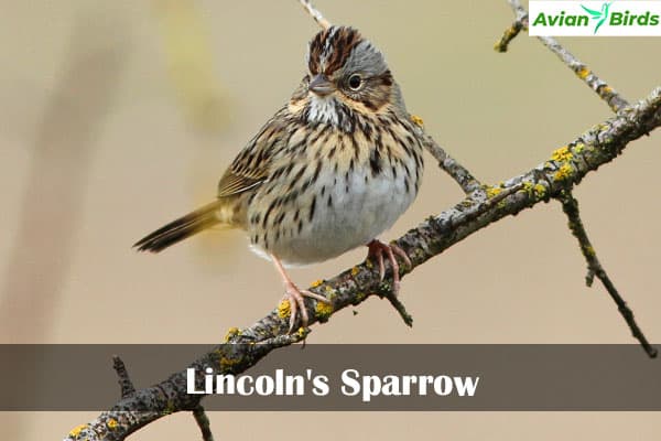 Lincoln's Sparrow