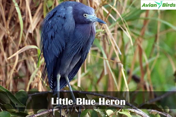 Little Blue Heron