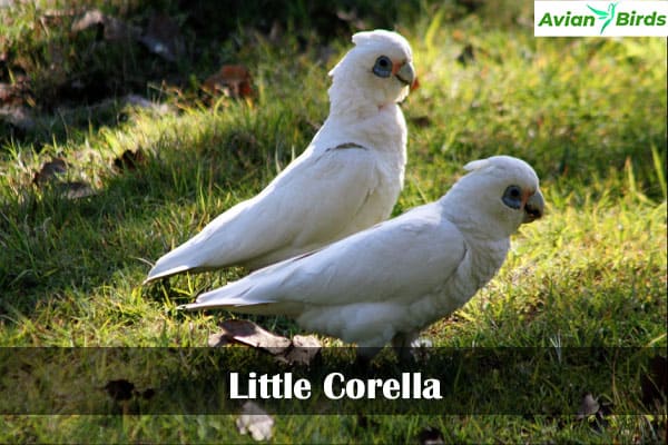 Little Corella