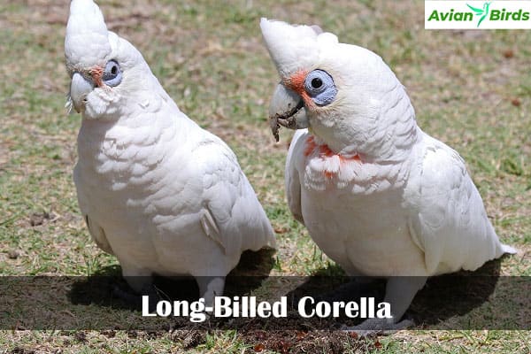 Long-Billed Corella