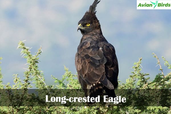 Long-crested Eagle