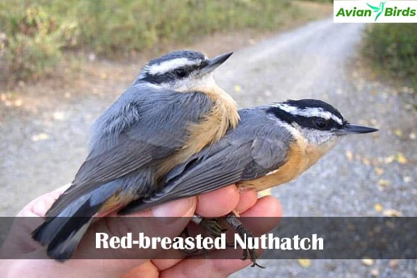 Red-breasted Nuthatch