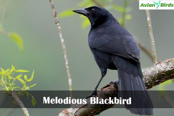 Melodious Blackbird