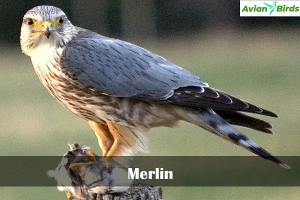 Merlin