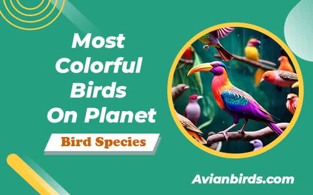 Most Colorful Birds