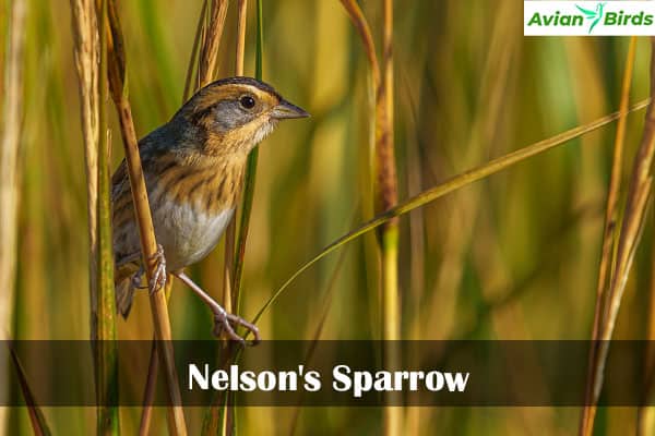 Nelson's Sparrow