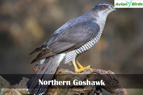 Northern Goshawk