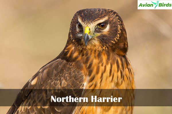 Northern Harrier