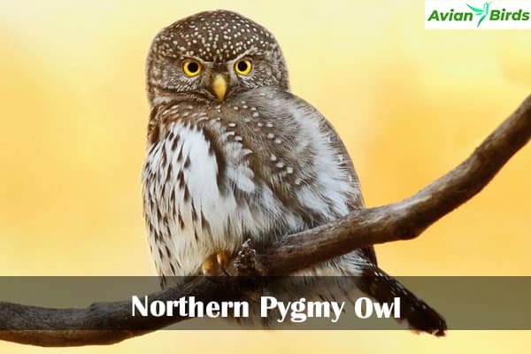 Northern Pygmy Owl