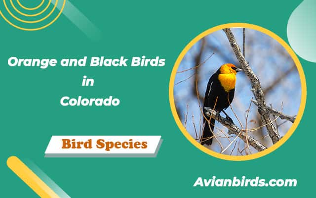 7 Orange and Black Birds in Colorado (With Photos)