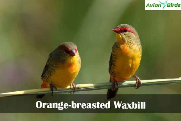 Orange-breasted Waxbill