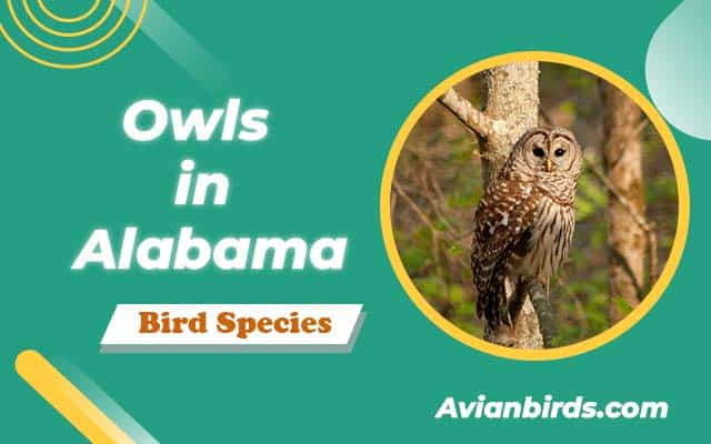 Owls in Alabama