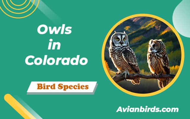 12 Owls in Colorado (With Pictures)