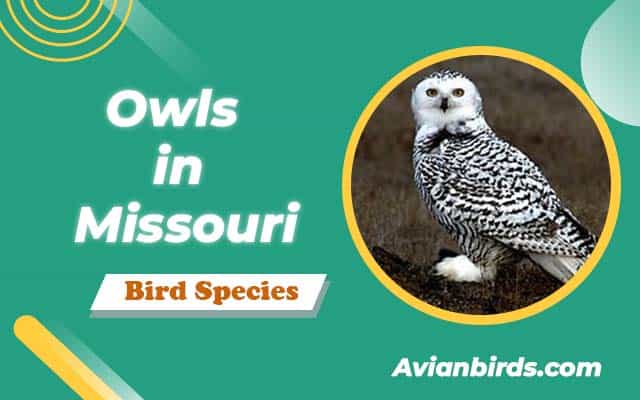 8 Owls in Missouri (With Pictures) - Avian Birds