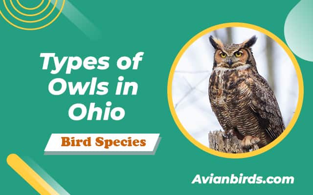 8 Owls in Ohio (With Pictures)