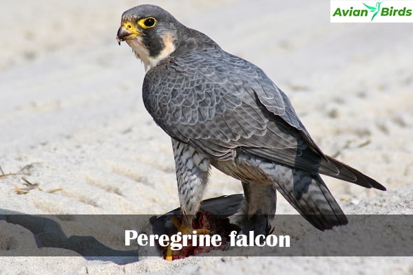 4 Types Of Falcons in Michigan (With Pictures) - Avian Birds