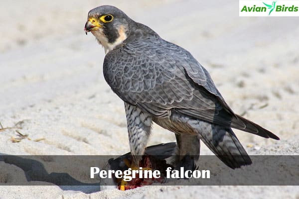 Peregrine falcon